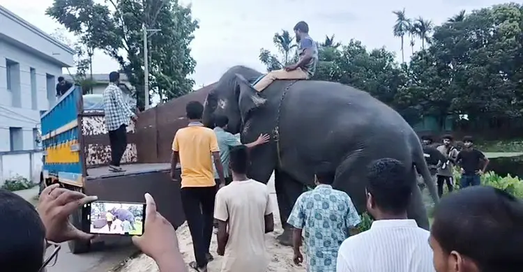 ‘নিহারকলি’ ও ‘সম্রাট বাহাদুর’ আবার ফিরছে সাফারি পার্কে