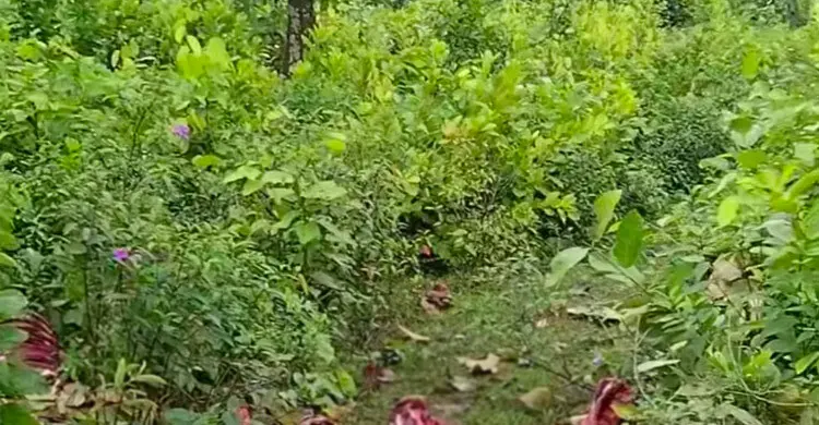 গাজীপুরে জঙ্গলে পাওয়া গেলো ঘোড়ার চামড়া-পা-নাড়িভুঁড়ি