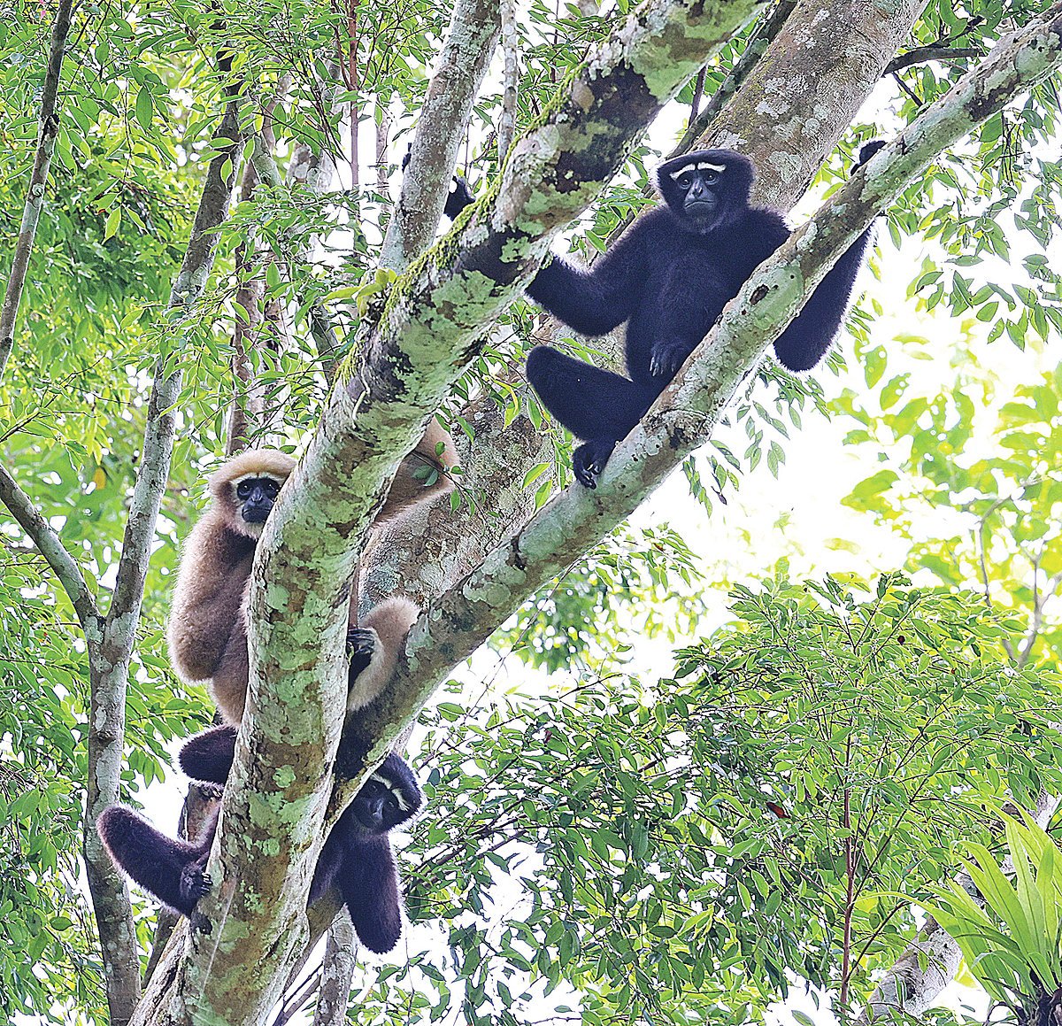 মগডালে উল্লুকের সংসার