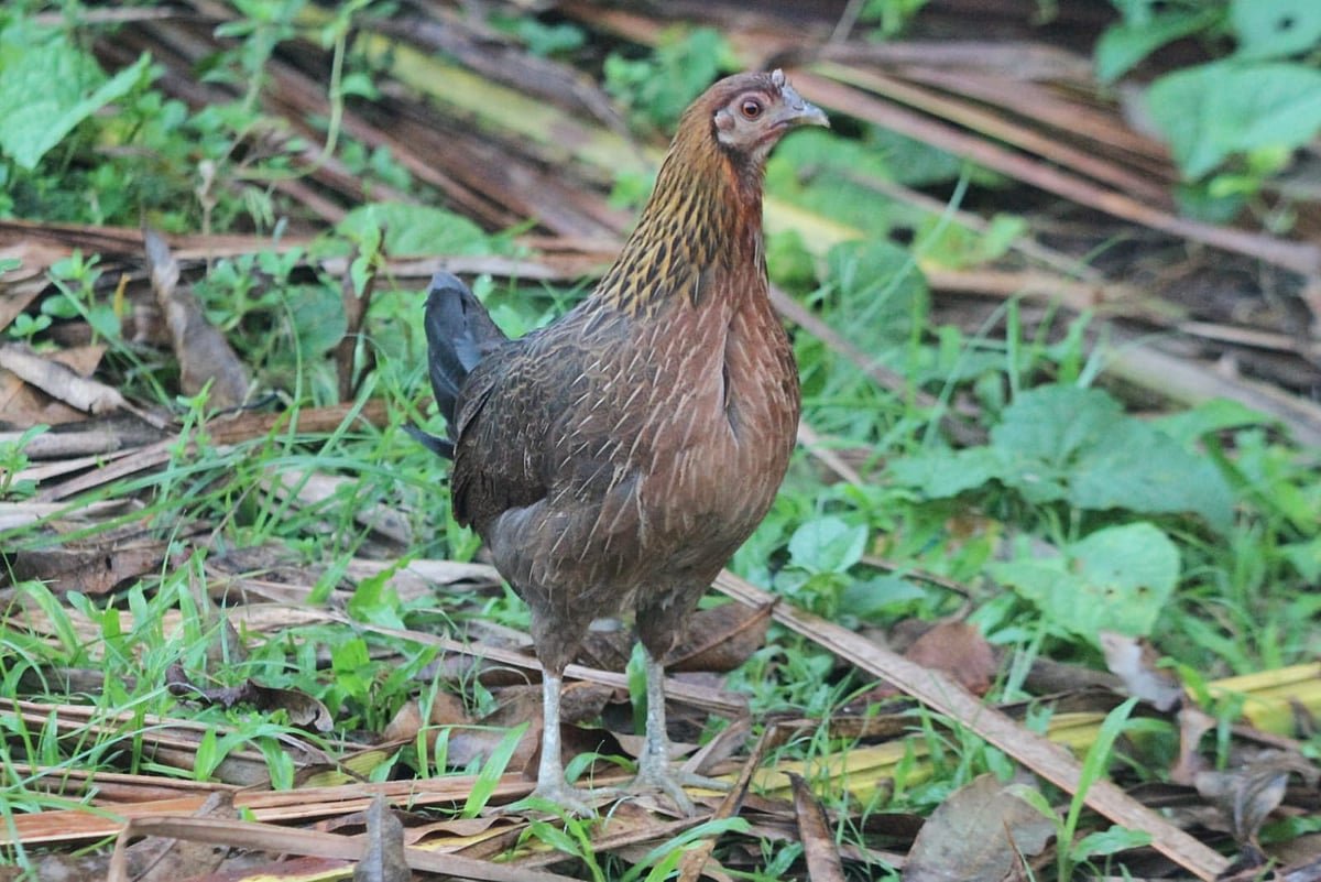পাহাড়ের এক কোণে বনমুরগির জীবন