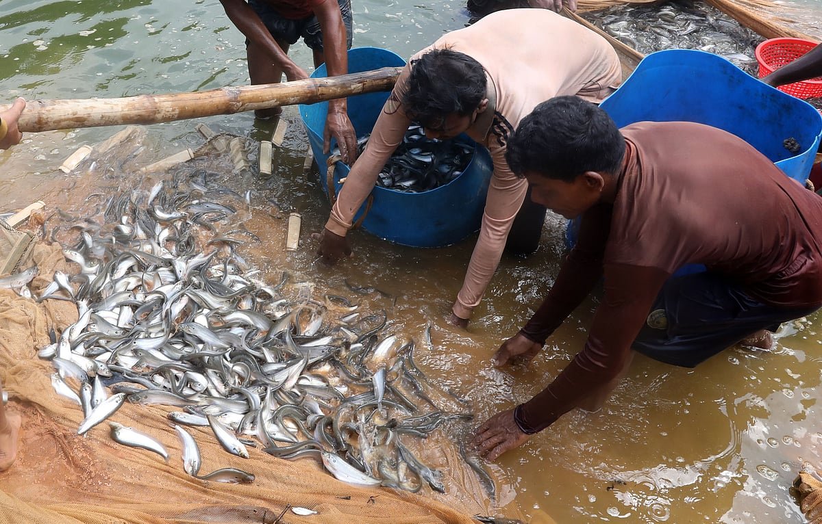 পুকুর থেকে বাজারে যাত্রা