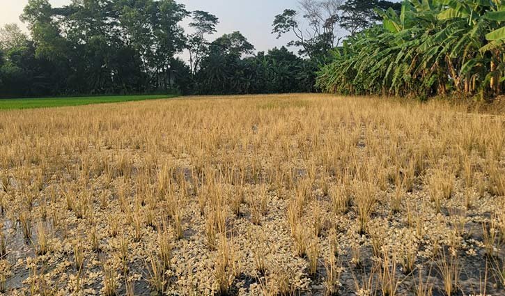 ধানে শীষ আসার আগেই বিষে পুড়ল কৃষকের স্বপ্ন