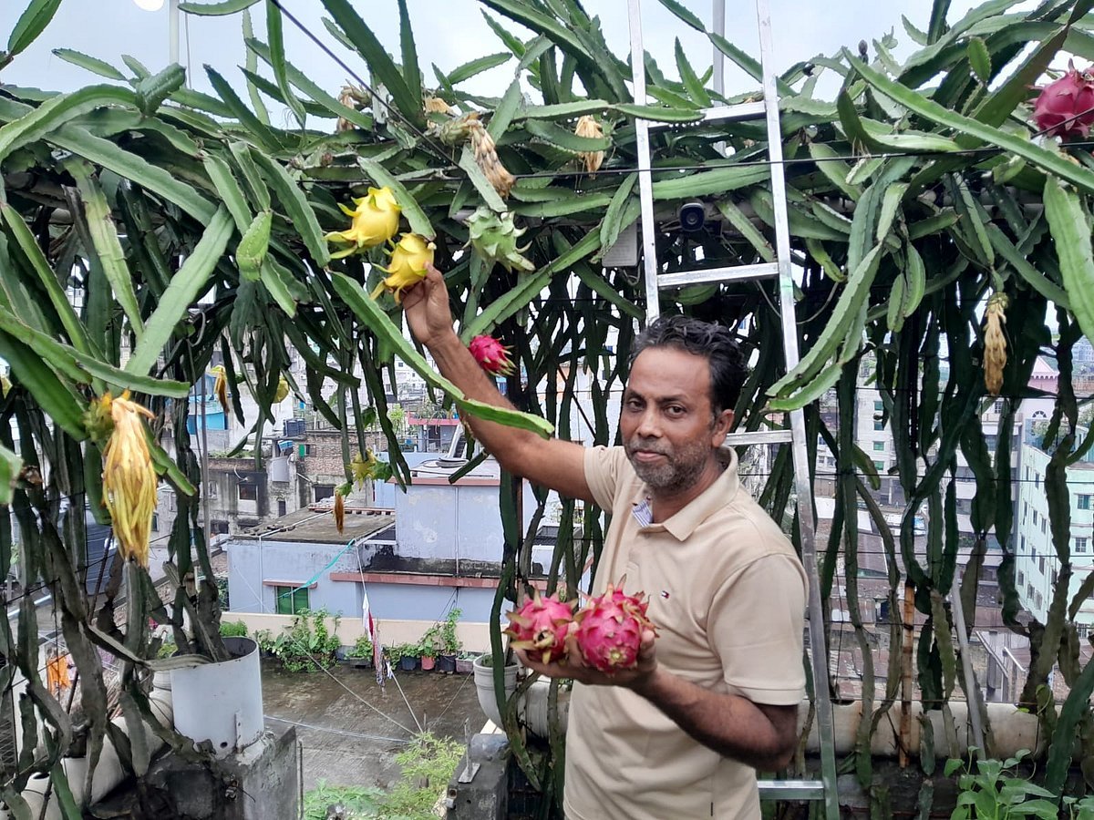 ঢাকার যে ছাদবাগানে ড্রাগন ফলে মণকে মণ