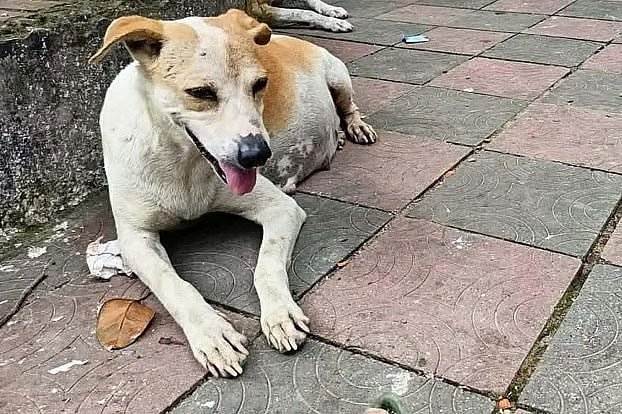 গাড়িচাপায় অন্তঃসত্ত্বা কুকুরের মৃত্যু,
সরকারি গাড়িচালকের জামিন