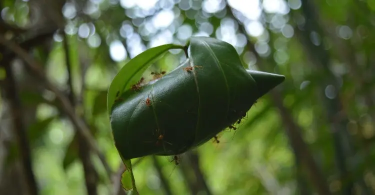 সুলাইমান (আ.) ও পিঁপড়ার গল্প, ক্ষুদ্র জীবের মহোত্তম পাঠ