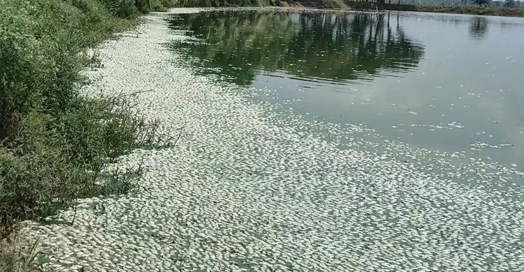 লোডশেডিংয়ে নয়, অব্যবস্থাপনার কারণে মারা যায় ১৫ কোটি টাকার মাছ