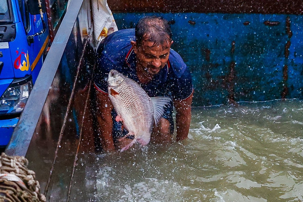 জ্যান্ত মাছের বেচাকেনা
