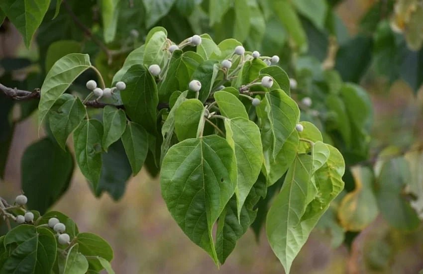 পিটুলিগাছ যেভাবে আগলে রাখে নদীর পাড়