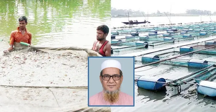 মাছ চাষের গুরুত্ব, যে কারণে কমছে মাছ উৎপাদন