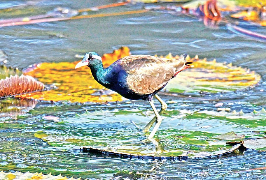 আমাদের যত পিপি