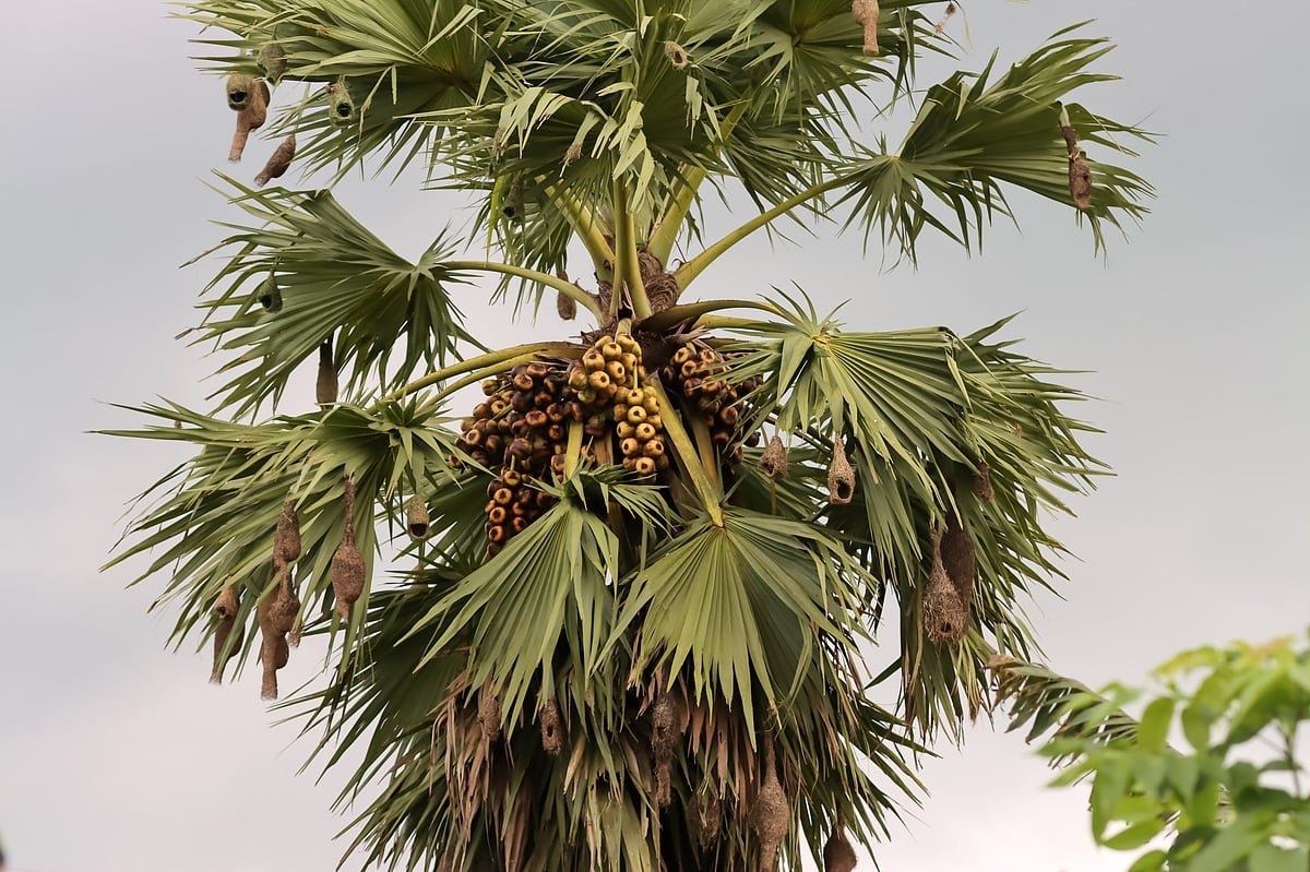 বাবুই পাখির বাসা
