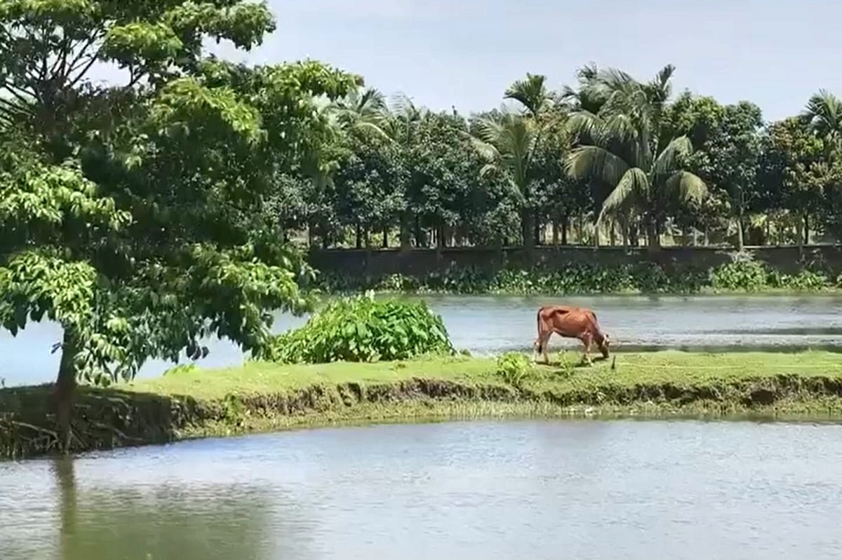 দীপু মনির ভাইয়ের ‘টিপুনগরে’এবার মাছ বিক্রি নিয়ে বিতর্ক