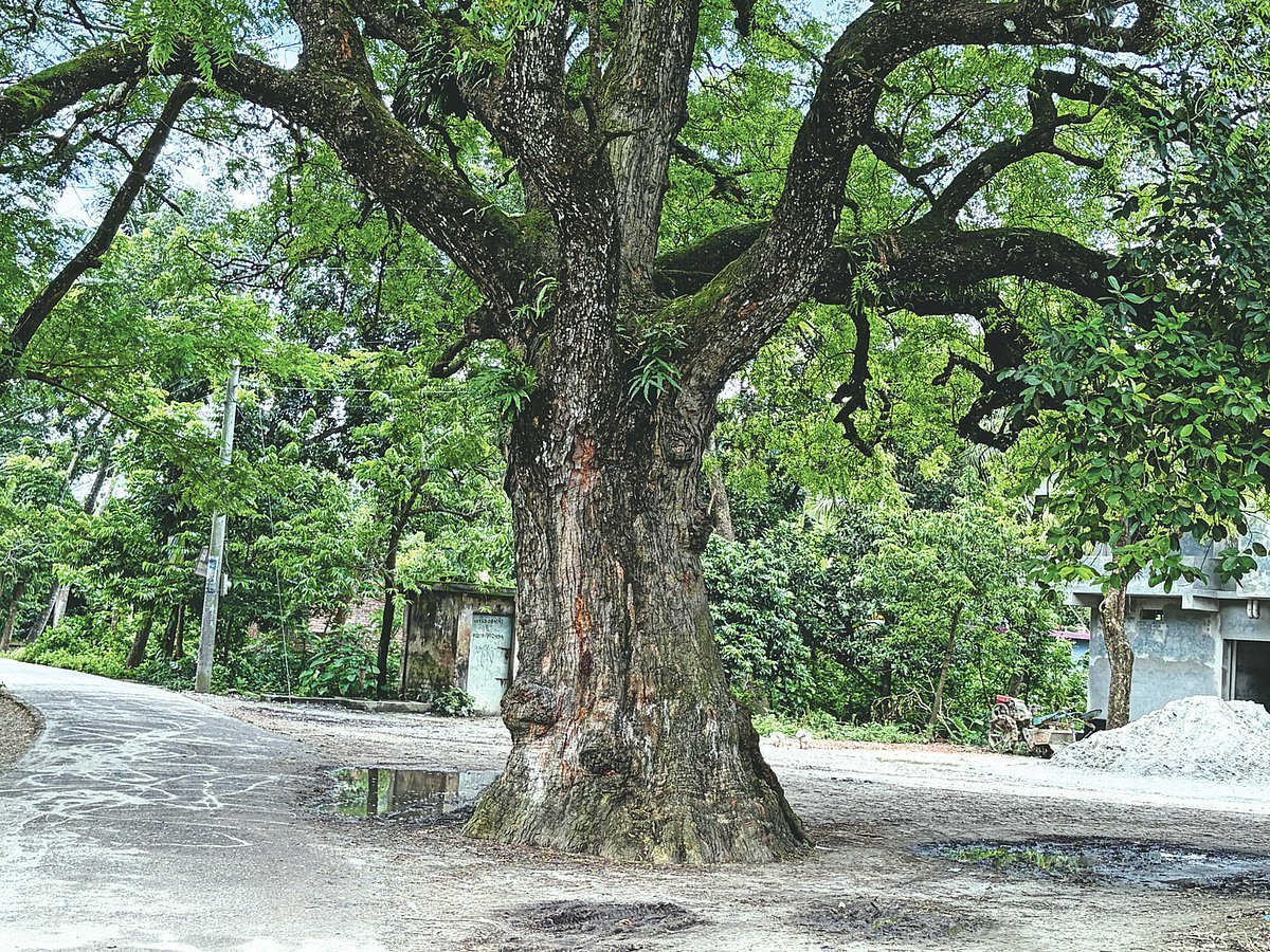 যশোরে ভৈরবতীরে শতবর্ষী নিমগাছের ছায়া 