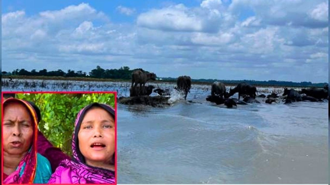 বাউফলে খাস জমিতে মহিষ চরাতেও দিতে হয় চাঁদা