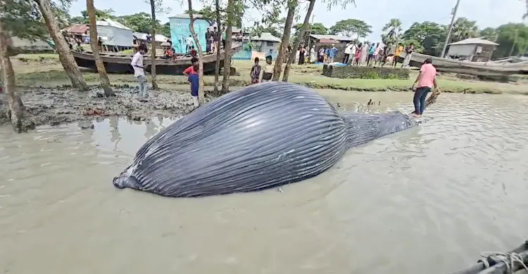 আন্দারমানিক নদীতে ভেসে এলো বিশাল আকৃতির মৃত তিমি