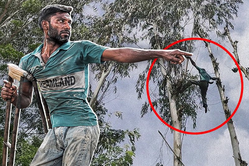 এক পা নিয়েই গাছের মগডালে উঠে পড়েন একরামুল