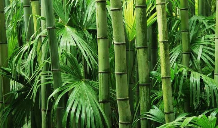 বিশ্ব বাঁশ দিবস উদযাপনের সাতটি কারণ