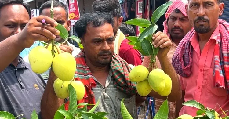 এখনো মিলছে খিরসাপাত আম, জানা গেল উপায়
