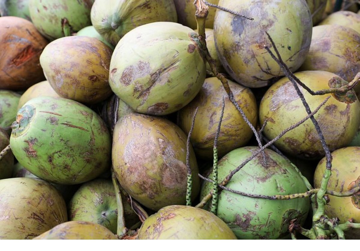 নারকেল কীভাবে মহাসাগর পাড়ি দেয়