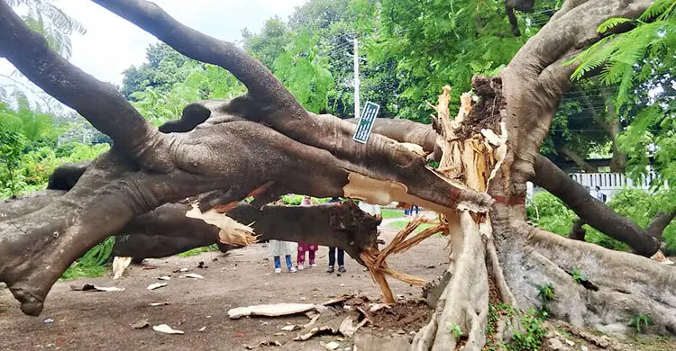 রাবিতে ভেঙে পড়েছে শিক্ষার্থীদের স্মৃতি বিজড়িত কৃষ্ণচূড়া গাছ