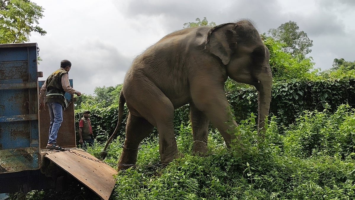 জিম্মার শর্ত ভঙ্গ, ১২ দিনের মাথায় সাফারি পার্কে ফিরল ‘সম্রাট’ ও ‘নিহারকলি’
