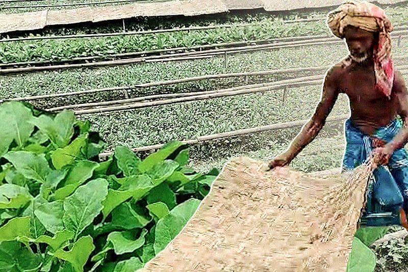 মুন্সিগঞ্জে ১০ হেক্টর জমিতে সবজির চারা, মৌসুমে আয় ১৫–২০ কোটি টাকা