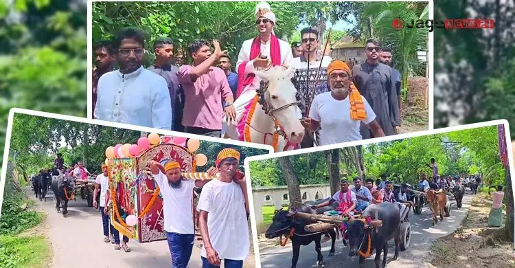 ঘোড়ায় চড়ে বর-পালকিতে কনে, বরযাত্রীরা সব মহিষ-গরুর গাড়িতে