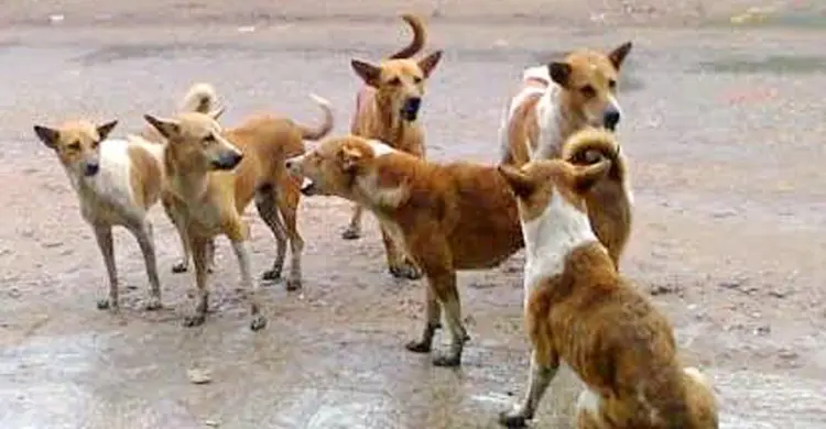 যশোরে দুই দিনে কুকুরের কামড়ে অর্ধশতাধিক আহত