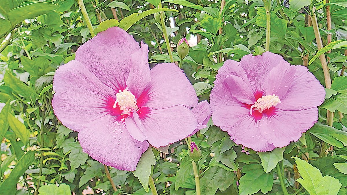 রোজ অব শ্যারনের গল্প 