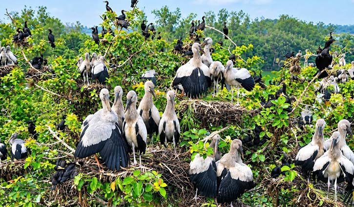 তাড়াশের উলুপুর দিঘিতে অতিথি পাখির মেলা