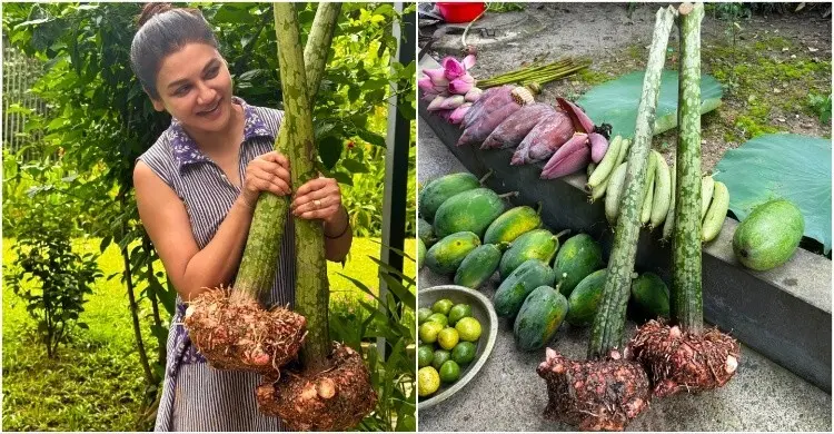 নিজের হাতে লাগানো ওল কচু ও কলার মোচা দিয়ে যে রেসিপি বানাবেন জয়া
