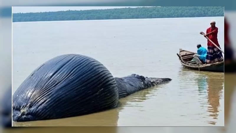 বরগুনার তালতলী উপকূলে ভেসে এলো মৃত বেলিন তিমি