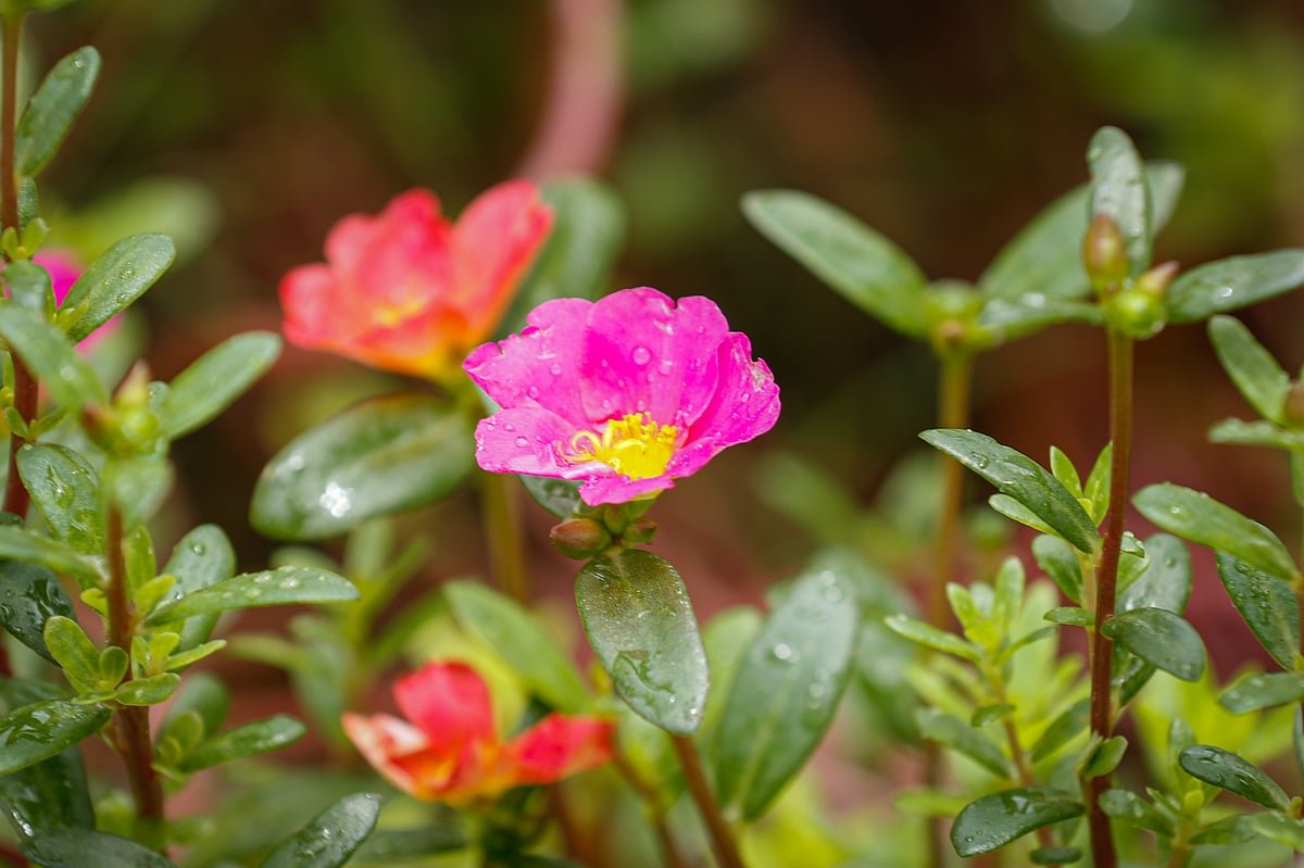 একঝলক (৩১ আগস্ট ২০২৬)