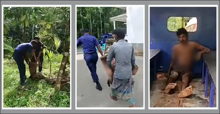 ভিমরুলের কামড়ে গাছ থেকে পড়ল চোর, পুলিশে দিলেন মালিক