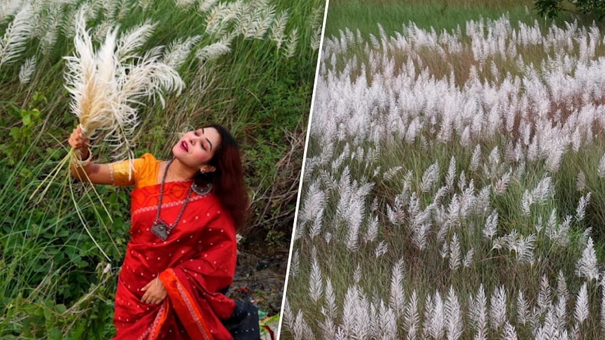 কংক্রিটের নগরে কাশফুলের সাদা মায়া