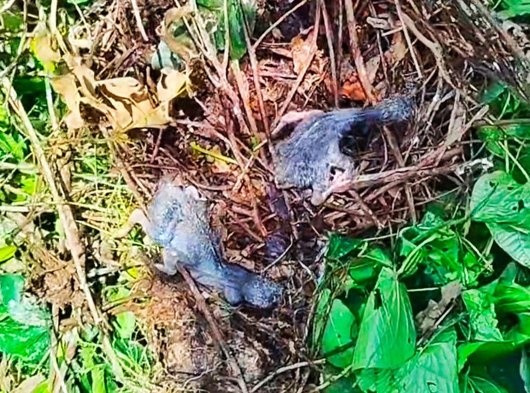গাছ কাটতেই মাটিতে পড়ল শামুকখোলের বাসা, মারা গেল ছানা, ভাঙল ডিম
