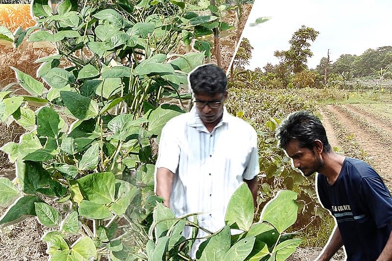 একই জমিতে অনেক ফসল, মিশ্র চাষে বদলে গেল জাহিদুলের ভাগ্য