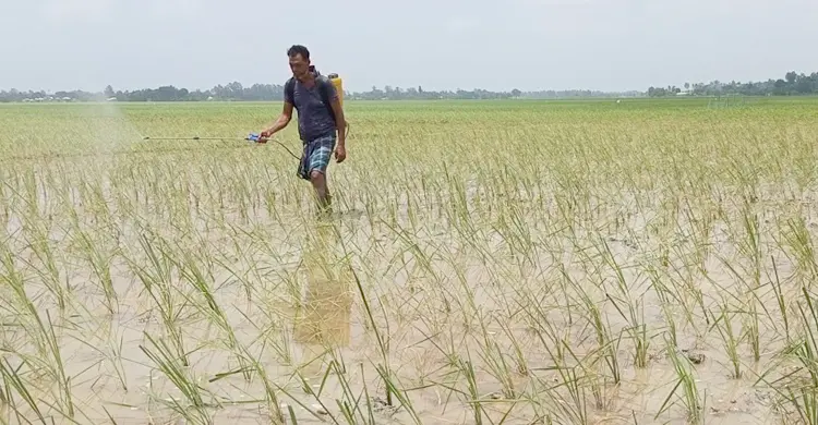 জয়পুরহাটে রোপা আমনে বাড়তি খরচে দুশ্চিন্তায় কৃষক