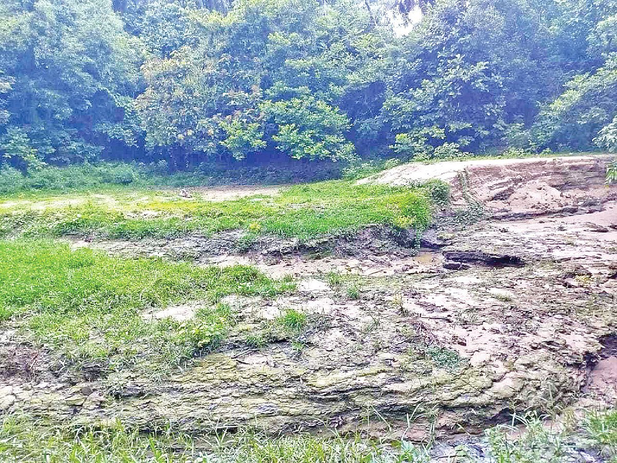 সাতছড়ির ছড়ায় পানি নেই, পুকুরও ভরাট, জাতীয় উদ্যানে প্রাণীদের ওপর কী প্রভাব পড়বে