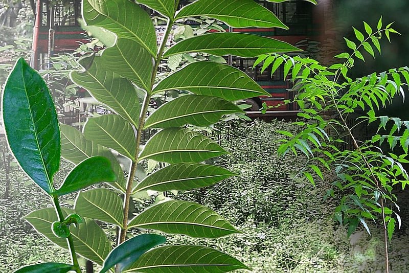 ঢাবির ‘বাংলাওয়াকি’তে ১২০ প্রজাতির দেশীয় বৃক্ষের বন