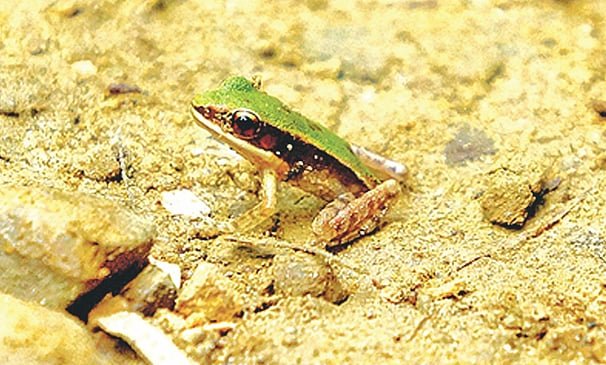 হাম হামের পথে, সবুজ জলপ্রপাত ব্যাঙের খোঁজে