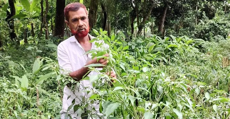 ১০ শতক জমিতে সুপার হট মরিচ চাষে সফল কামাল শেখ
