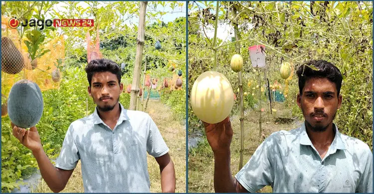 শখের বশে শুরু, রঙিন তরমুজ চাষে লাখোপতি মিনহাজ