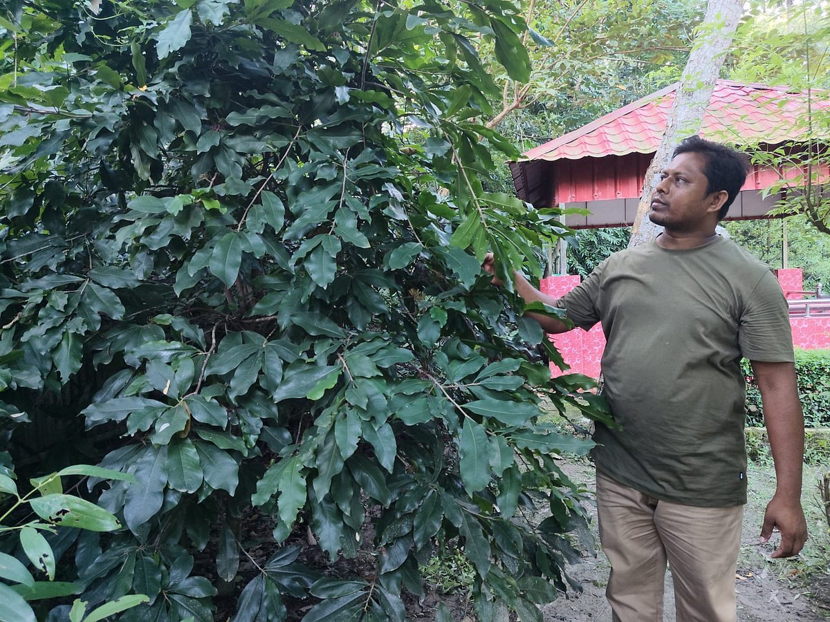 যেখানেই যান, গাছের চারা রোপণ করেন জোবায়ের