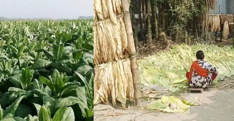 তামাক চাষ কেন জনস্বাস্থ্যের জন্য ‘অশনিসংকেত’