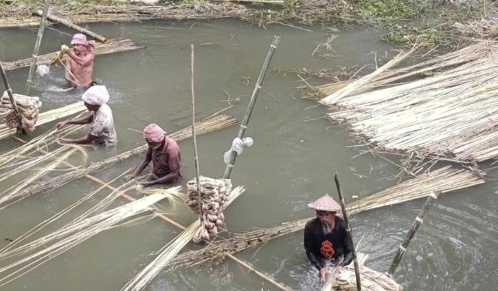 পাটের ভালো ফলনে কৃষকের মুখে হাসি 