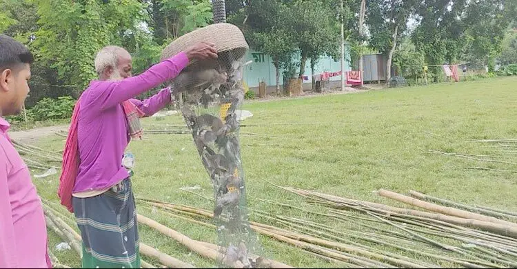 ফরিদপুরে শিকারির হাত থেকে রক্ষা পেলো অর্ধশতাধিক ঘুঘু