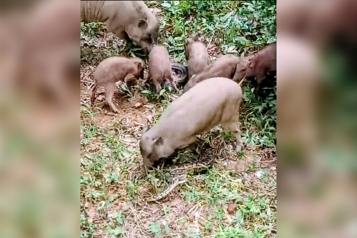 শূকরের শাবক শিকারের চেষ্টা অজগরের, বাঁচাতে দল বেঁধে হামলা
