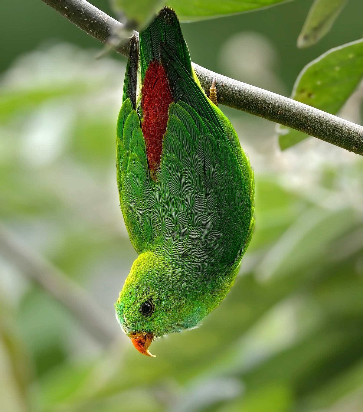লটকন টিয়া উল্টো ঝুলে ঘুমায় কেন