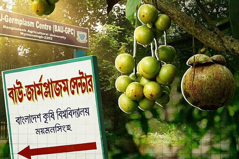 ১৬৩ প্রজাতির ১২ হাজার মাতৃবৃক্ষের সংগ্রহশালা